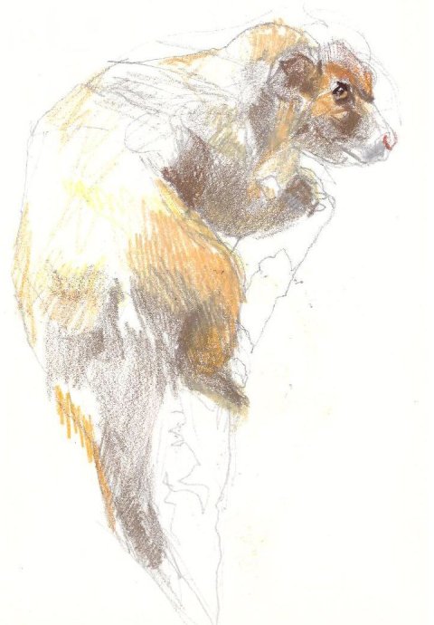 ringtail possum sketch