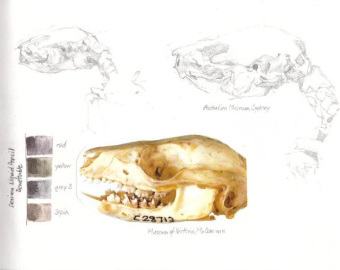 ringtail possum skull