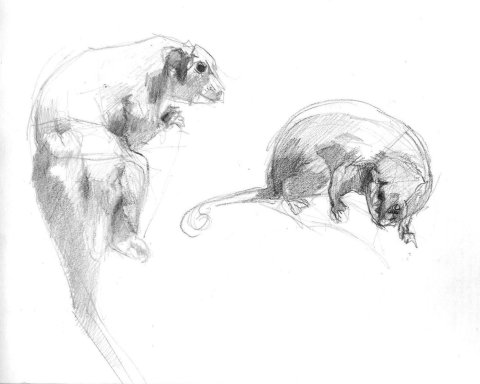 opossum dalla coda ad anello 4